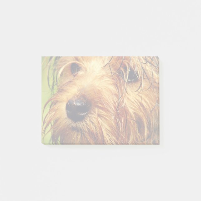 Notas Post-it® Perro Terrier Adorable con cara húmeda (Anverso)
