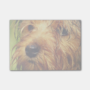 Notas Post-it® Perro Terrier Adorable con cara húmeda