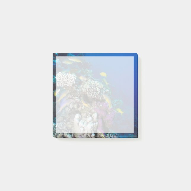 Notas Post-it® Pescado de gallina alrededor de un pequeño coral (Anverso)