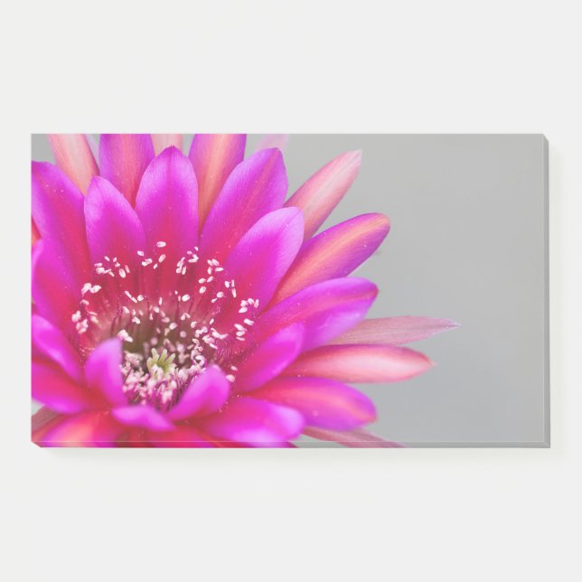 Notas Post-it® Pétalos de flores de cactus rosados vibrantes. (Anverso)