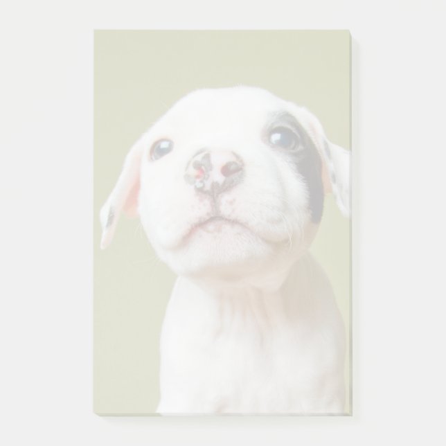 Notas Post-it® Pitbull con el ojo manchado negro (Anverso)