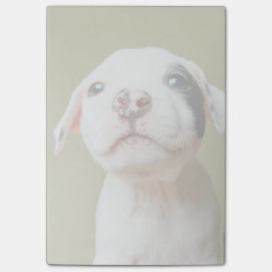 Notas Post-it® Pitbull con el ojo manchado negro