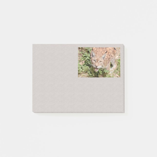 Notas Post-it® Post-it Photo cat , lynx , animales (Anverso)