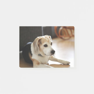 Notas Post-it® Primer del perrito sano del beagle