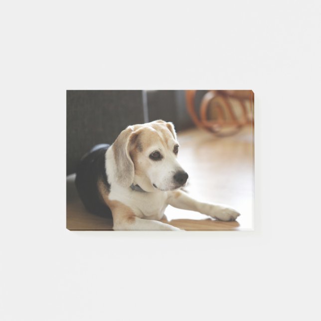 Notas Post-it® Primer del perrito sano del beagle (Anverso)