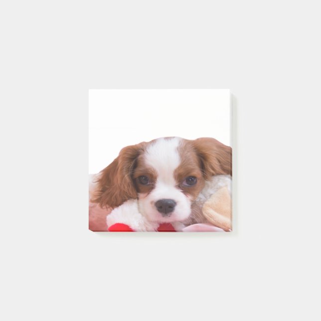 Notas Post-it® Puppy Cavalier King Charles Spaniel Post Apuntó (Anverso)