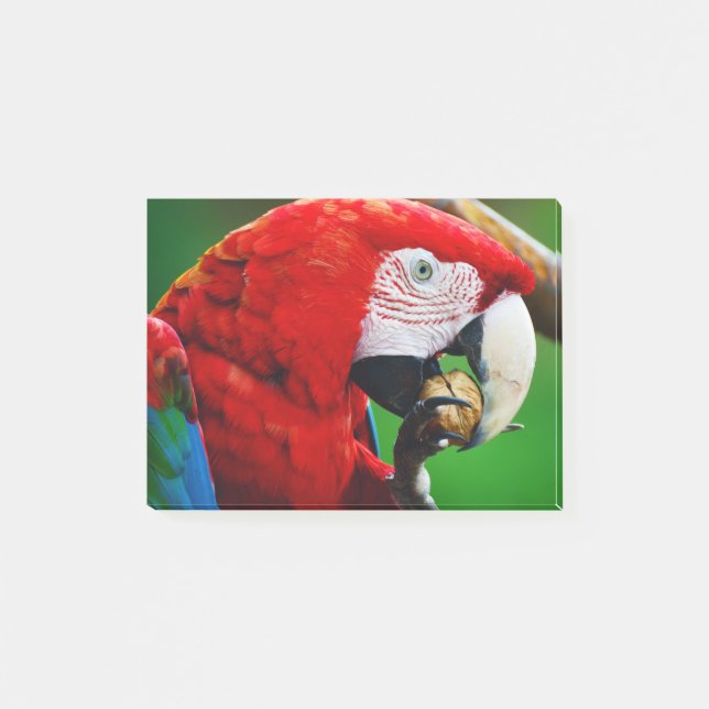 Notas Post-it® Red-and-green Macaw (Anverso)