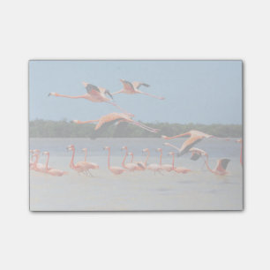 Notas Post-it® Reserva de la Biosfera Celestun