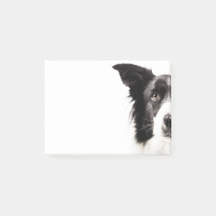 Notas Post-it® Retrato del border collie