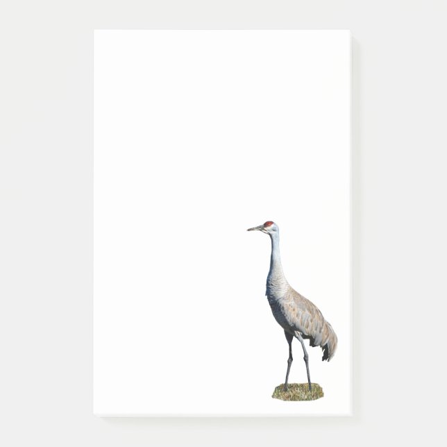 Notas Post-it® Sandhill Crane Photo 4x6 Notes (Anverso)