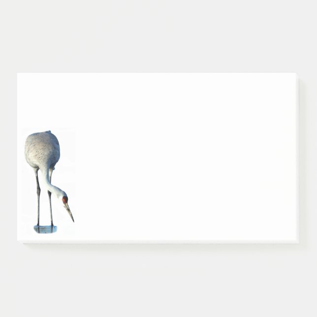 Notas Post-it® Sandhill Crane Photo Stationery 10x6 Notes (Anverso)