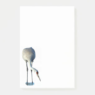 Notas Post-it® Sandhill Crane Photo Stationery 4x6 Post-it Notes