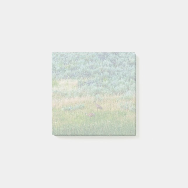 Notas Post-it® Sandhill Cranes (Anverso)