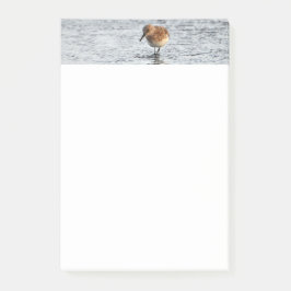 Notas Post-it® Sandpiper Bird Photo Stationery 4x6 Notes