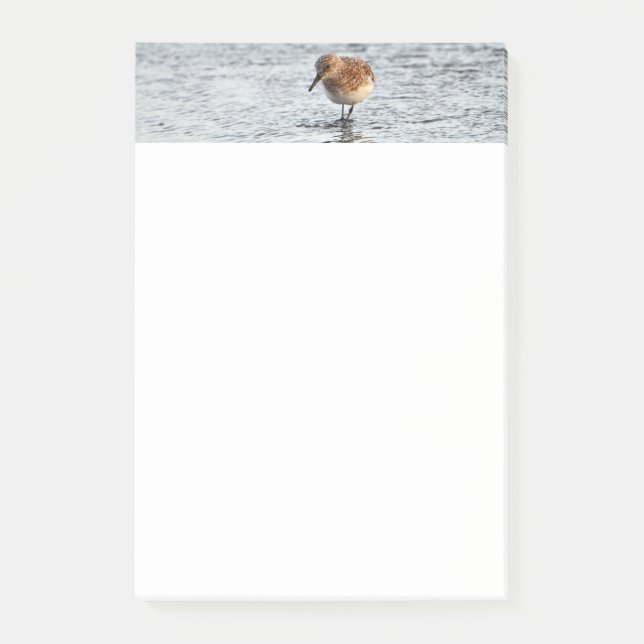 Notas Post-it® Sandpiper Bird Photo Stationery 4x6 Notes (Anverso)