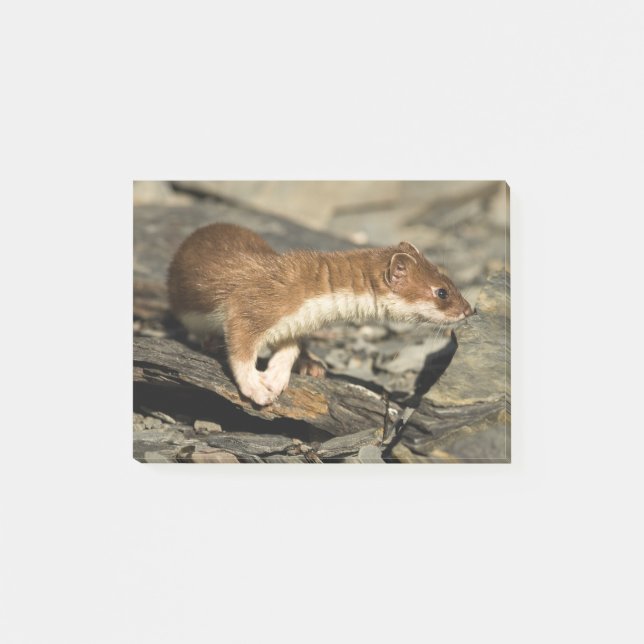 Notas Post-it® Sniffing Weasel (Anverso)