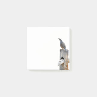 Notas Post-it® Stationery de Valley Quail Photo 3x3 Post-it Notes
