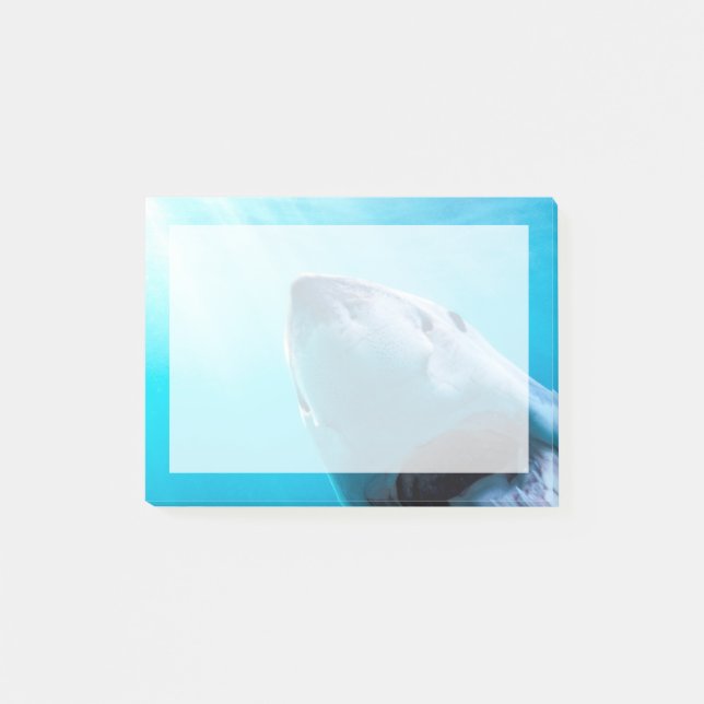 Notas Post-it® Tiburón Blanco | Sudáfrica (Anverso)