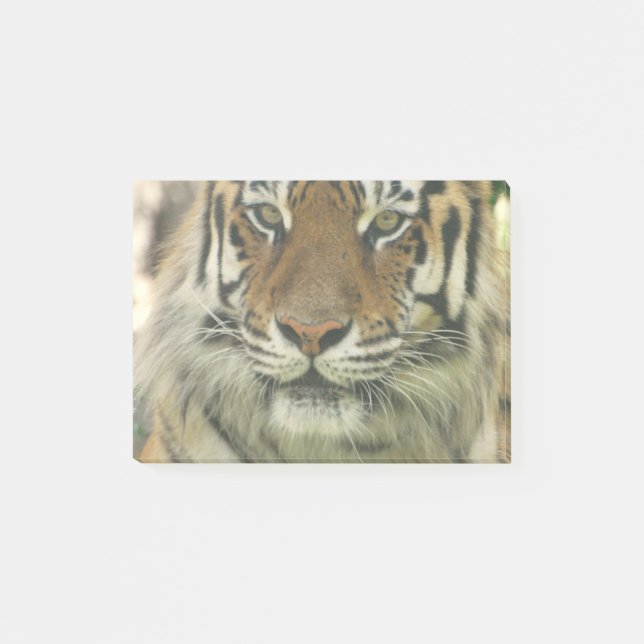 Notas Post-it® Tigre de Sumatran (Anverso)