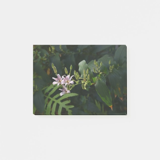 Notas Post-it® Toad Lily En El Escándalo. (Anverso)