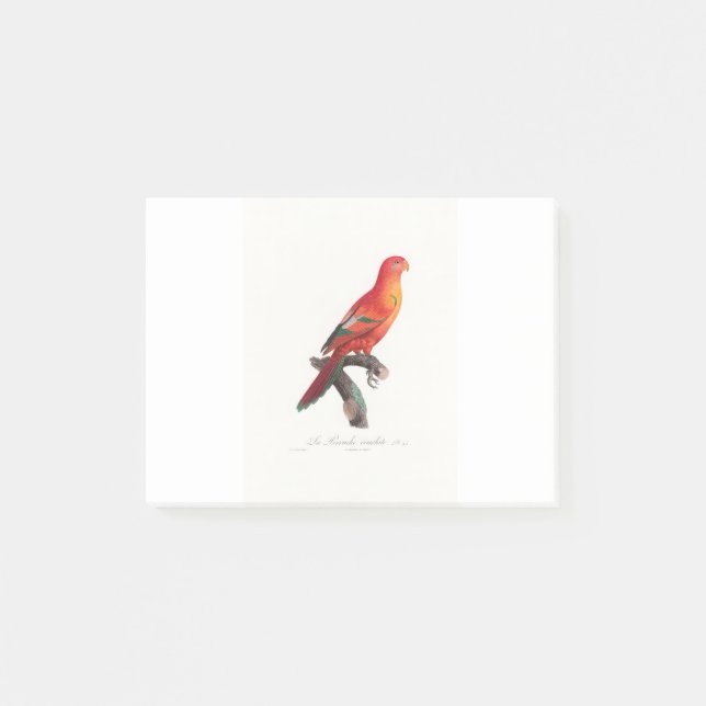 Notas Post-it® tropical macaw parrot (Anverso)
