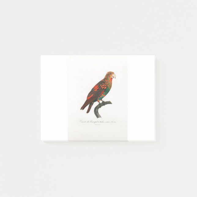 Notas Post-it® tropical macaw parrot (Anverso)