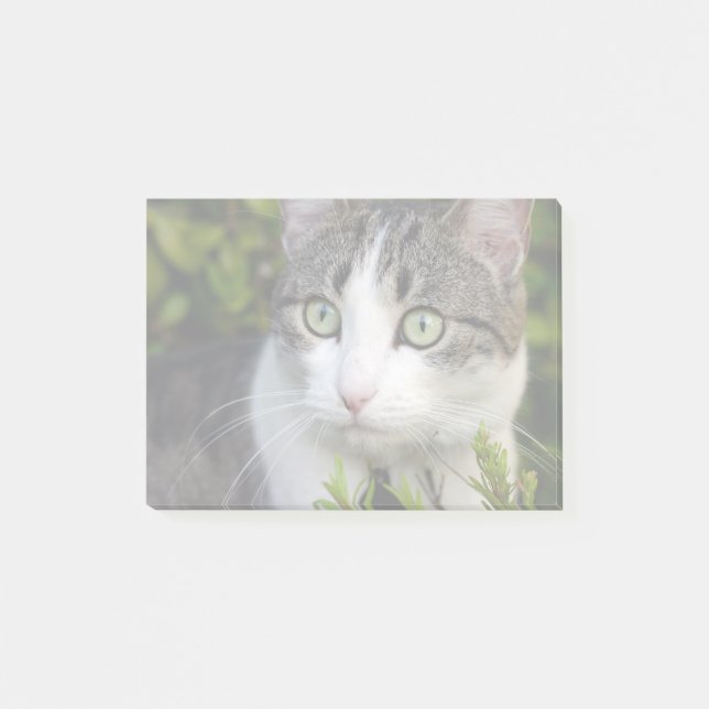 Notas Post-it® Tu regalo de foto Mascota Publicación personalizad (Anverso)