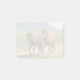 Notas Post-it® Un par de ponis islandeses marrones