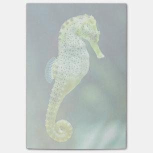 Notas Post-it® Un Seahorse hermoso de Knysna