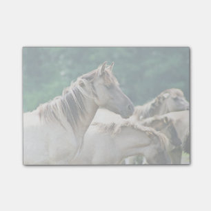 Notas Post-it® Una manada de los caballos de Brumby de Australia
