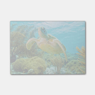 Notas Post-it® Una tortuga verde en los arrecifes superficiales d