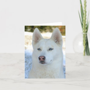 Notecard del husky siberiano o tarjeta de