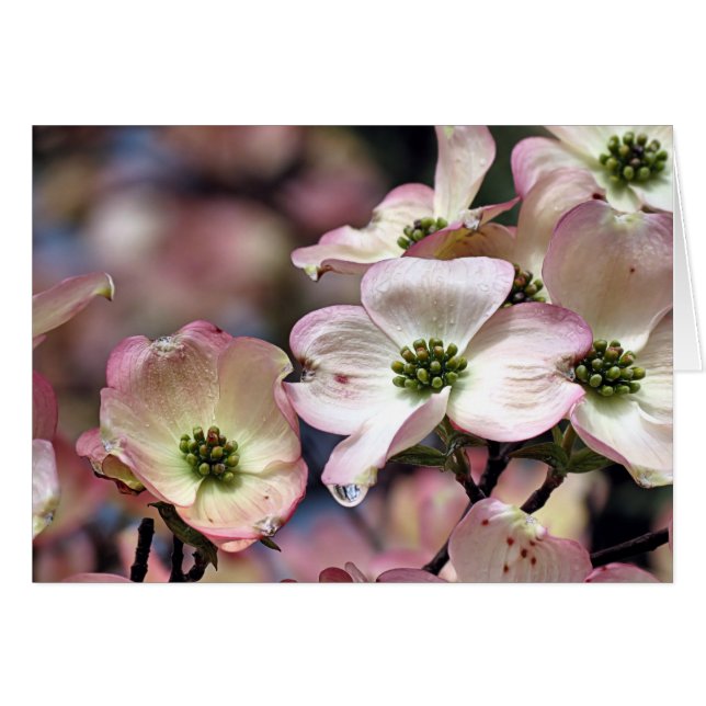 Notecard - Dogwood rosa (Anverso (Horizontal))