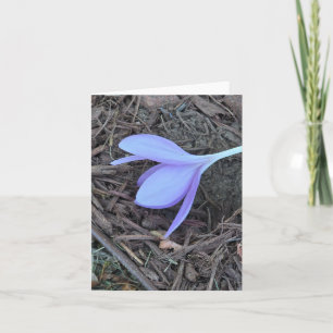 Notecard en blanco , fotografía original, crocus