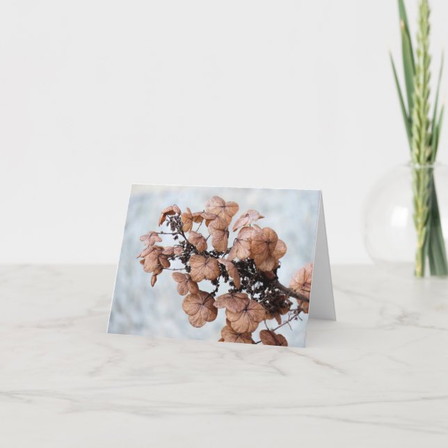 Notecard - Hydrangea en invierno (Anverso)