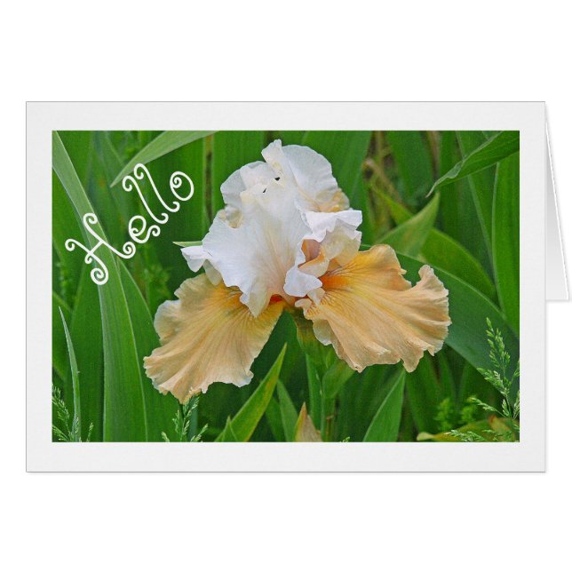 NOTECARD, TRANQUILA Y BLANCO IRIS/ HOLO /FOTOG. (Anverso (Horizontal))