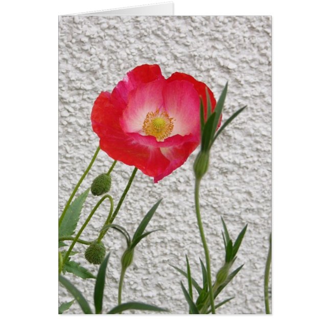 Notelet de la amapola (Frente)