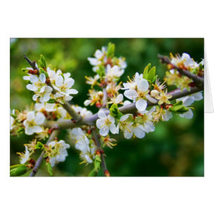 Notelet en blanco - Tuerca de primavera doblada al