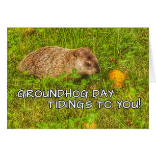 ¡Noticias del día de la marmota a usted! tarjetas