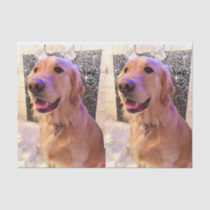 Nova, el papel del tejedor del Golden Retriever