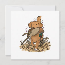 Nova Scotia Duck Tolling Retriever NSDTR