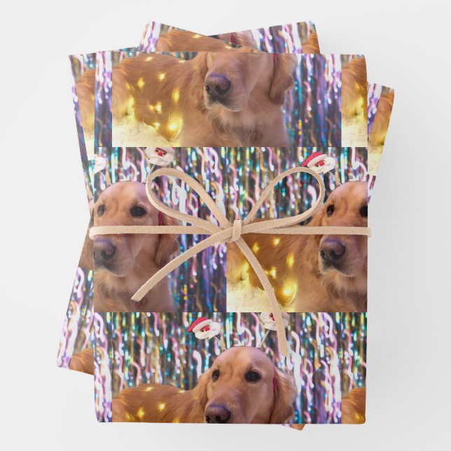 Nova the Golden Retriever - Envolviendo hojas de p (In situ)