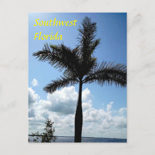 Nubes de palmeras de florida suroeste postal