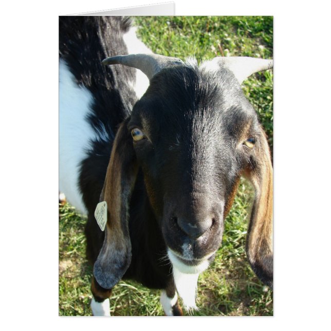 Nubian Billy Goat (Frente)