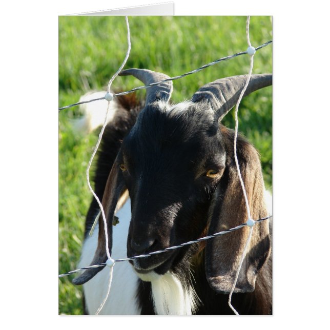 Nubian Billy Goat (Frente)