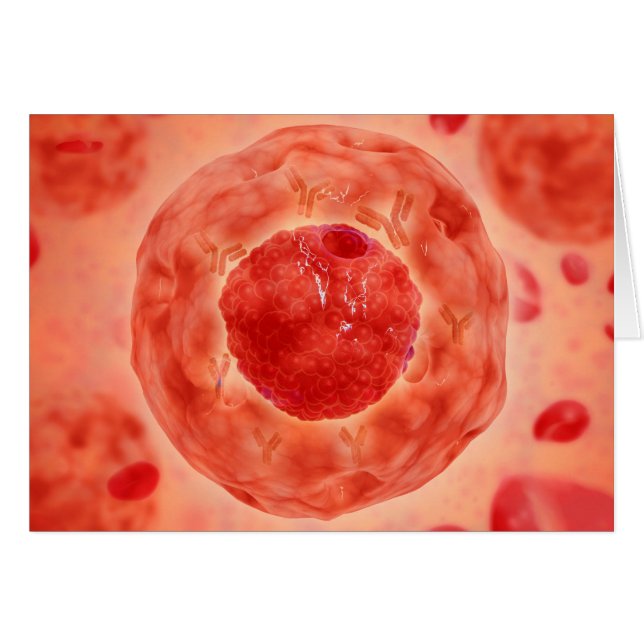 Núcleo Celular Con Cromosoma 2 (Anverso (Horizontal))