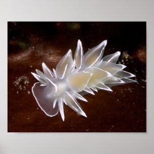 Nudibranquio de alabastro - Impresiones de arte fi