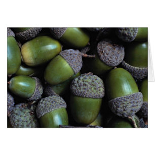 Nueces de bellota verdes