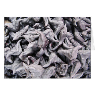 Nueces de búfalo - agua Caltrop