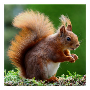 "Nueces sobre la naturaleza: Poster caprichosa de